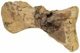 Hadrosaur (Edmontosaurus) Metatarsal - Wyoming #233808-2